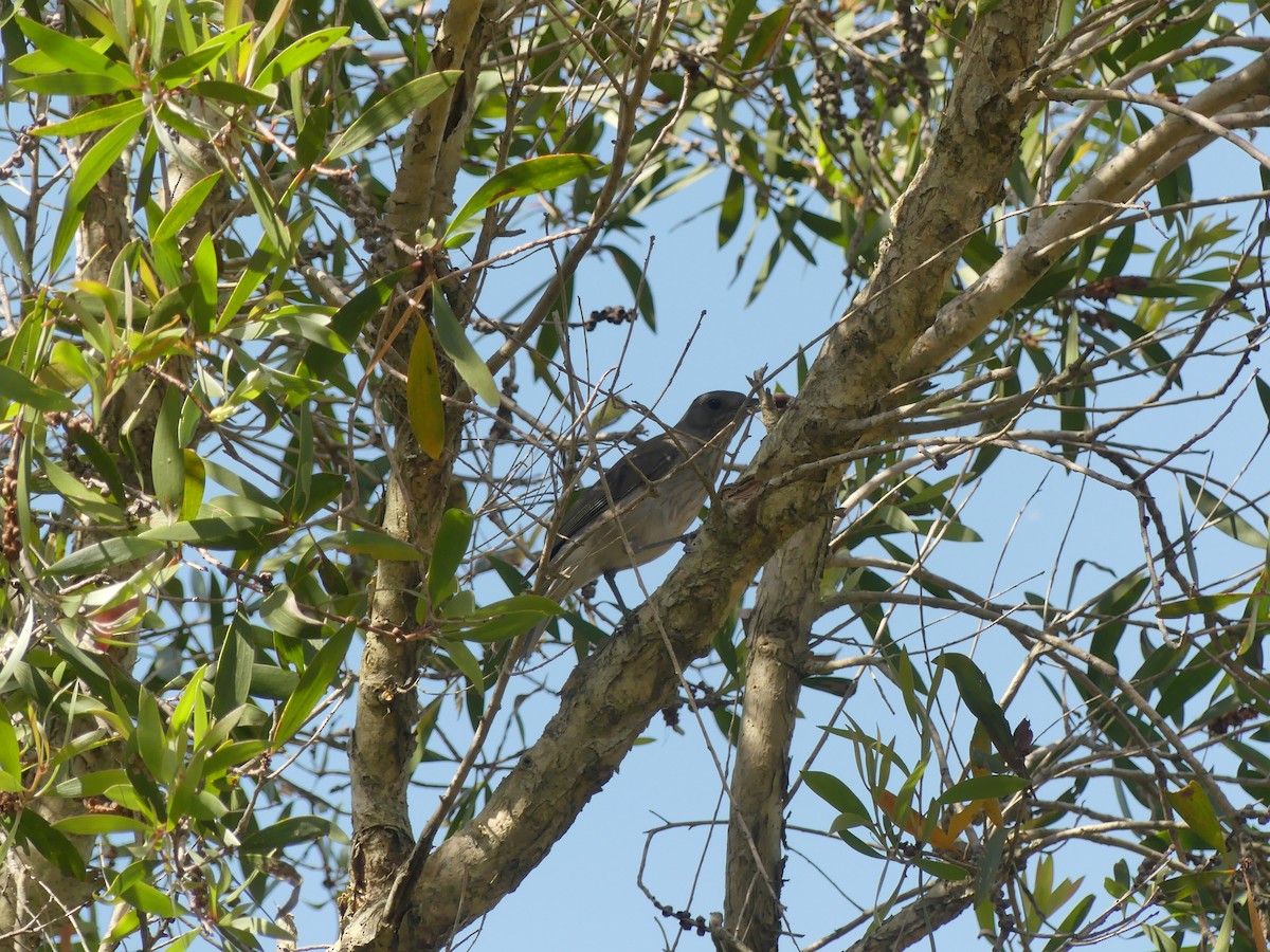 Gray Shrikethrush - ML365897481