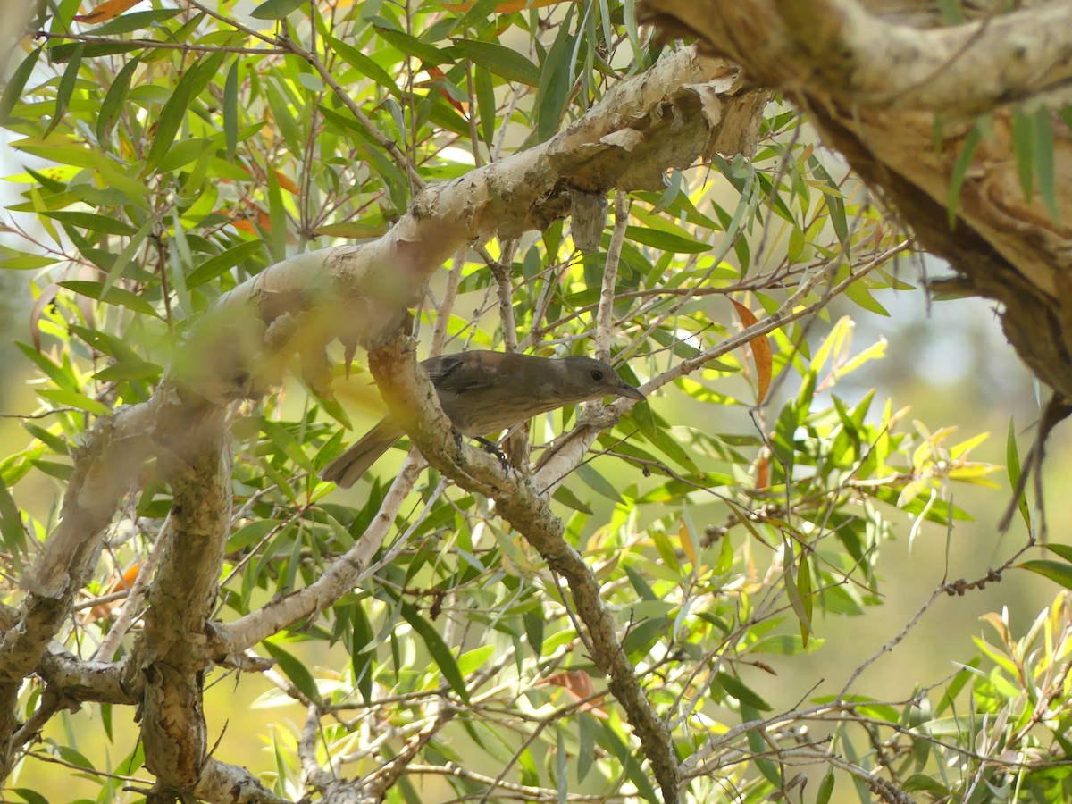 Gray Shrikethrush - ML365897511