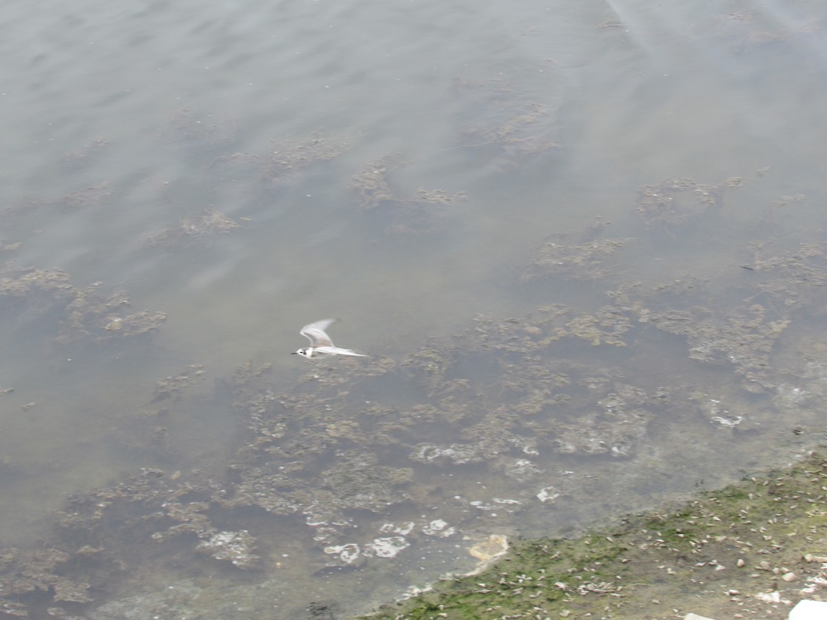 Black Tern - ML365900451