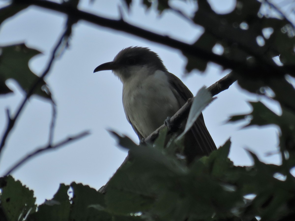 Yellow-billed Cuckoo - JamEs ParRis