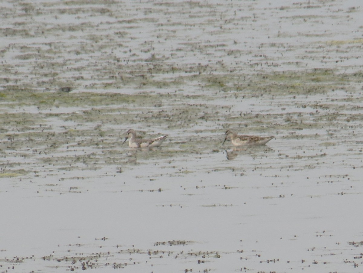 Wilson's Phalarope - ML365904181