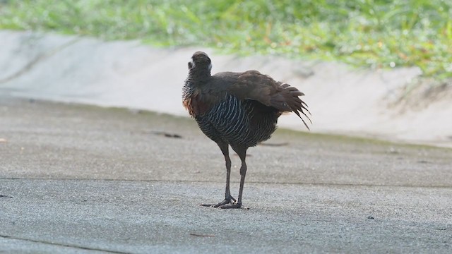 Barred Rail - ML365905891