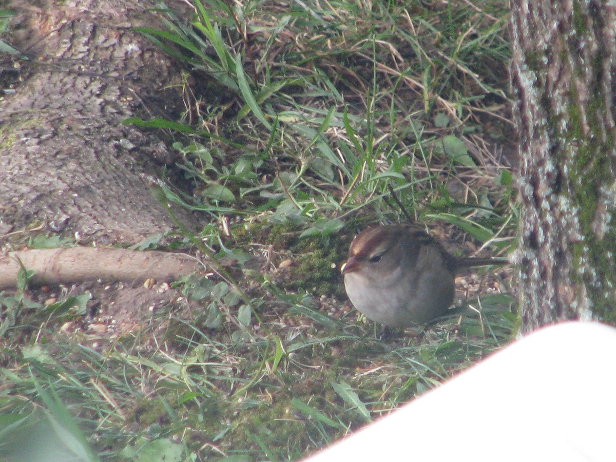 White-crowned Sparrow - ML36590641