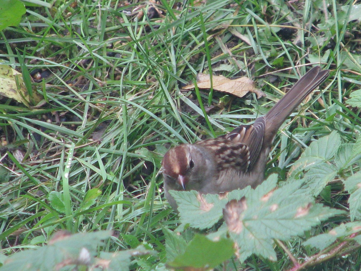 White-crowned Sparrow - ML36590651