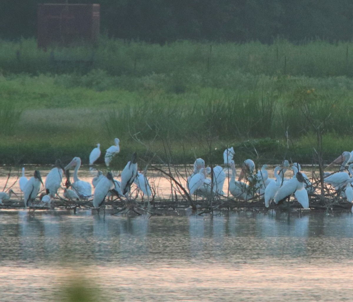 Wood Stork - ML365906721