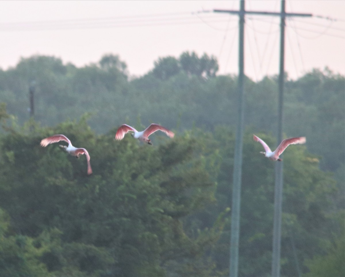 Roseate Spoonbill - ML365906731