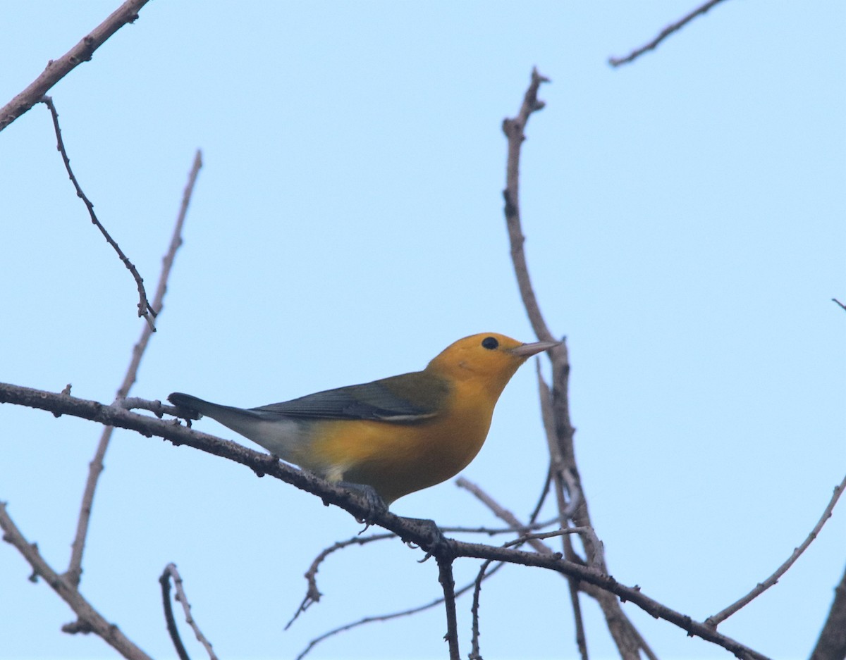 Prothonotary Warbler - ML365906781