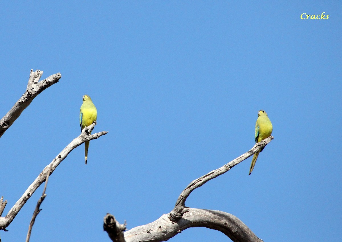 Elegant Parrot - ML365907431