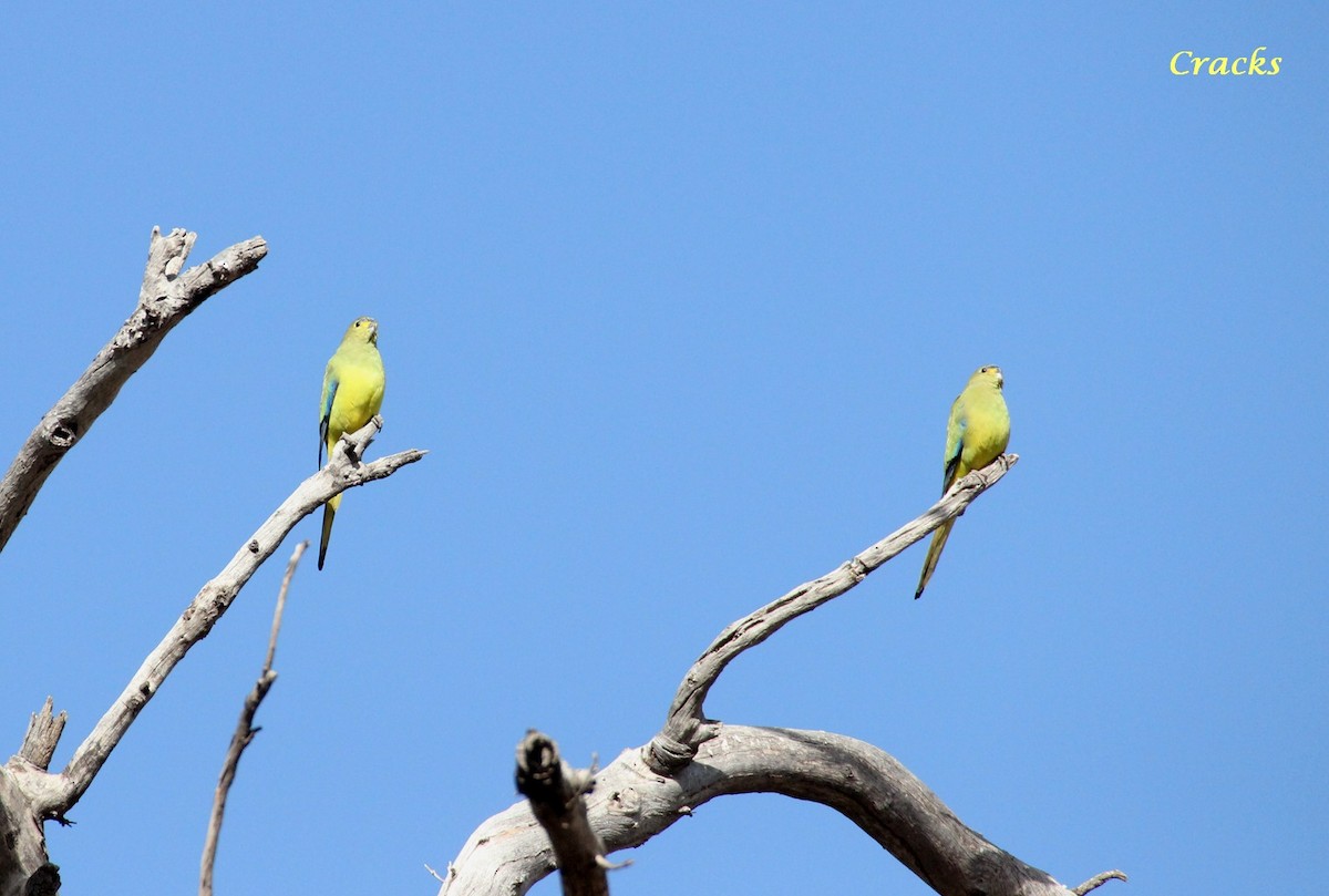 Elegant Parrot - ML365907471