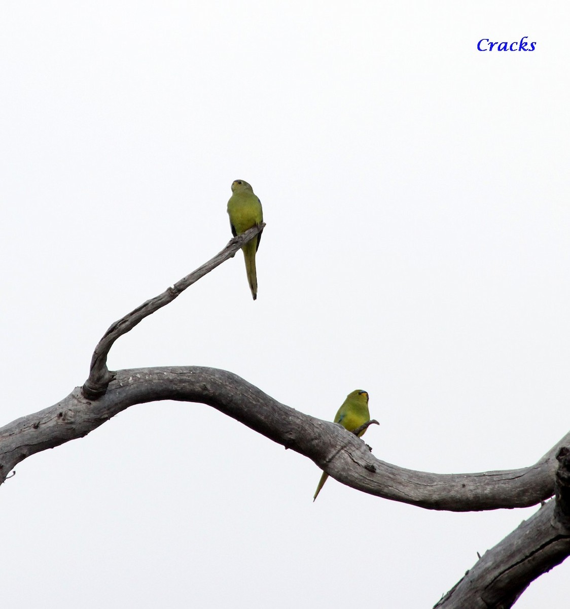 Elegant Parrot - ML365907491