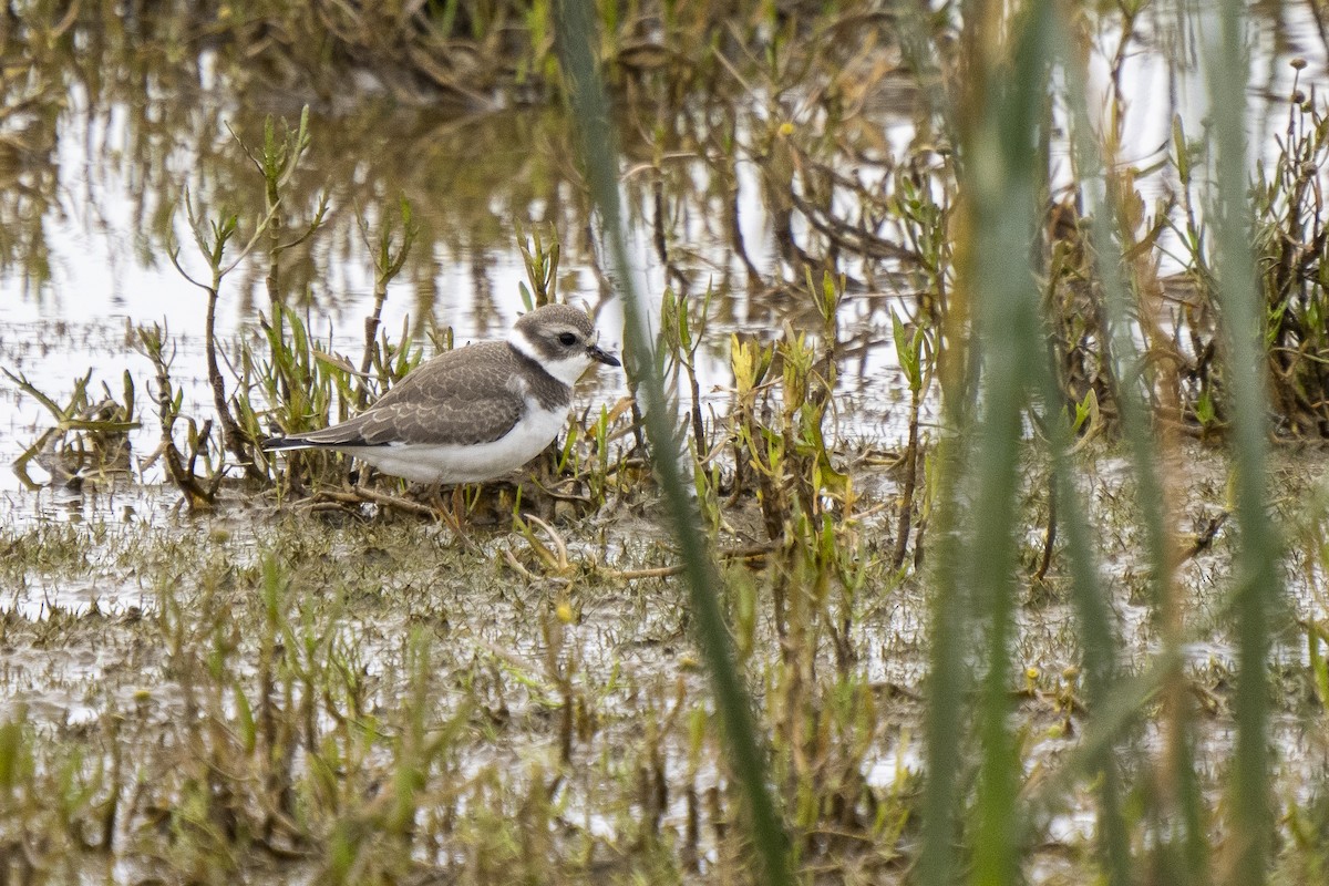 Semipalmated Plover - ML365908441