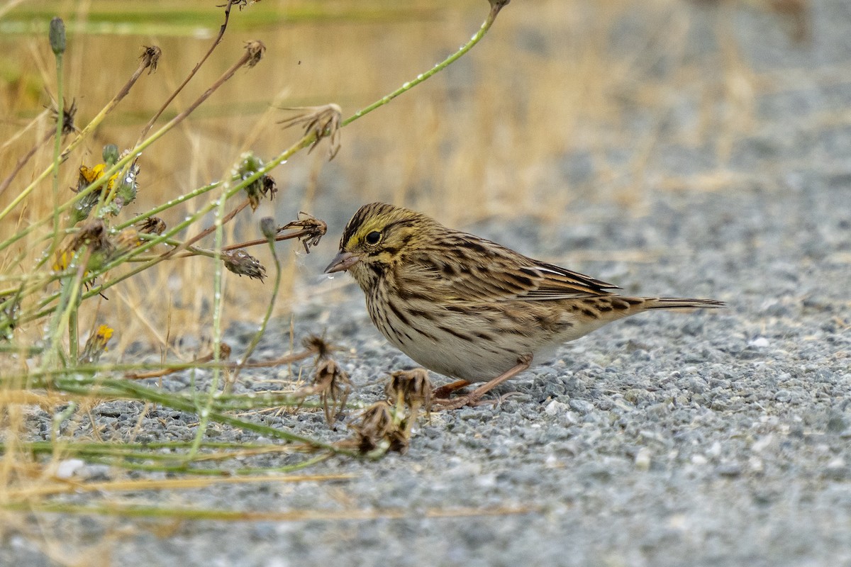 Savannah Sparrow - Steven Hunter