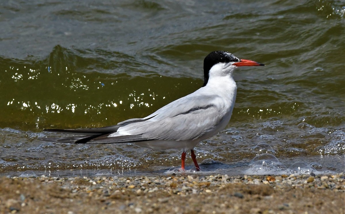 Common Tern - ML365909791