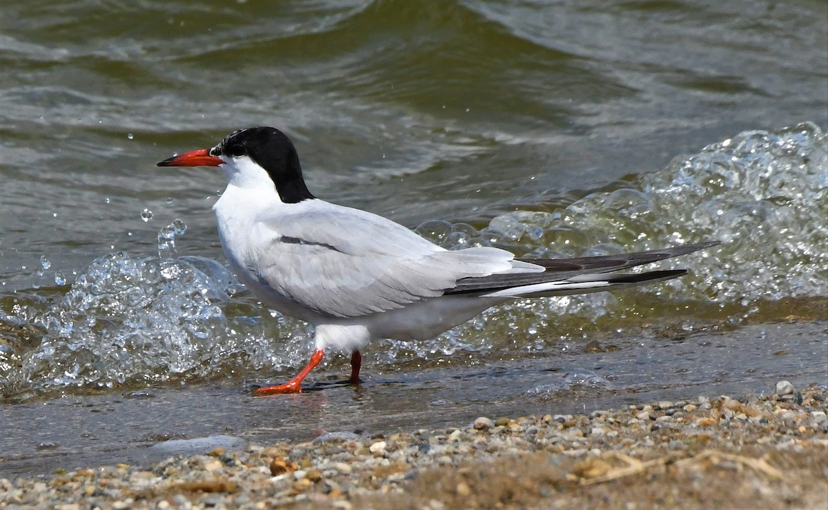 Common Tern - ML365909801