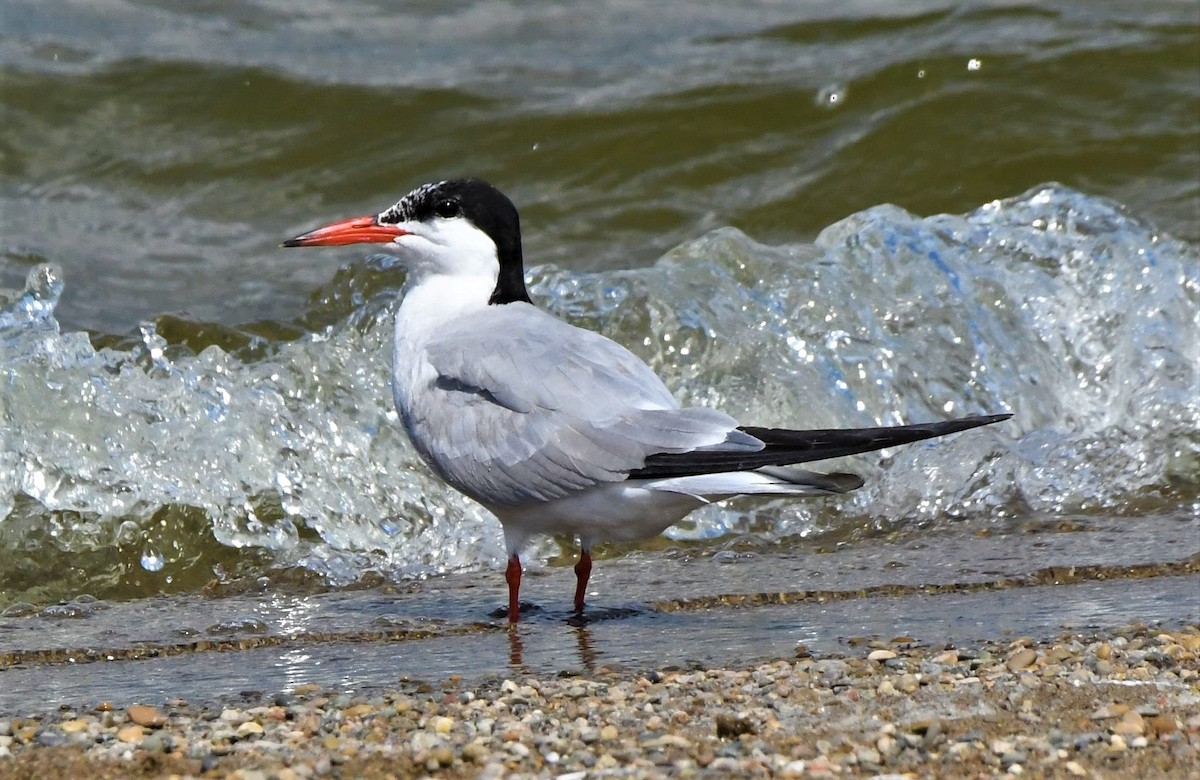 Common Tern - ML365909831