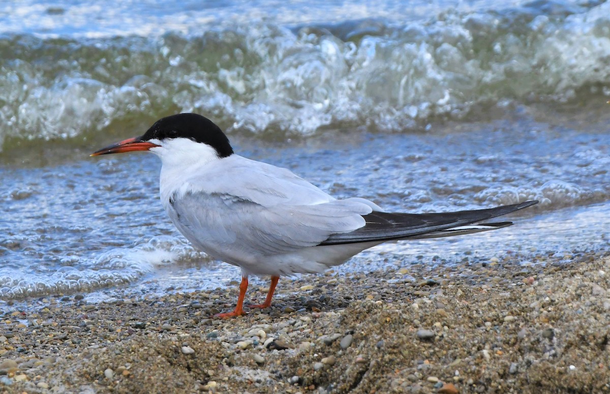 Common Tern - ML365909851