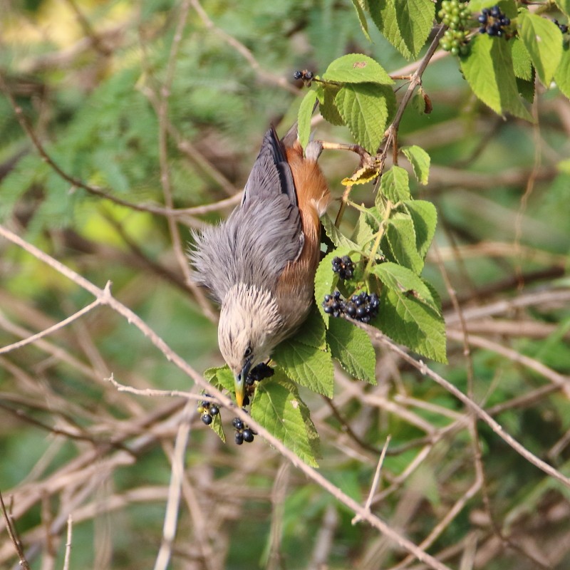 Chestnut-tailed Starling - ML365910481