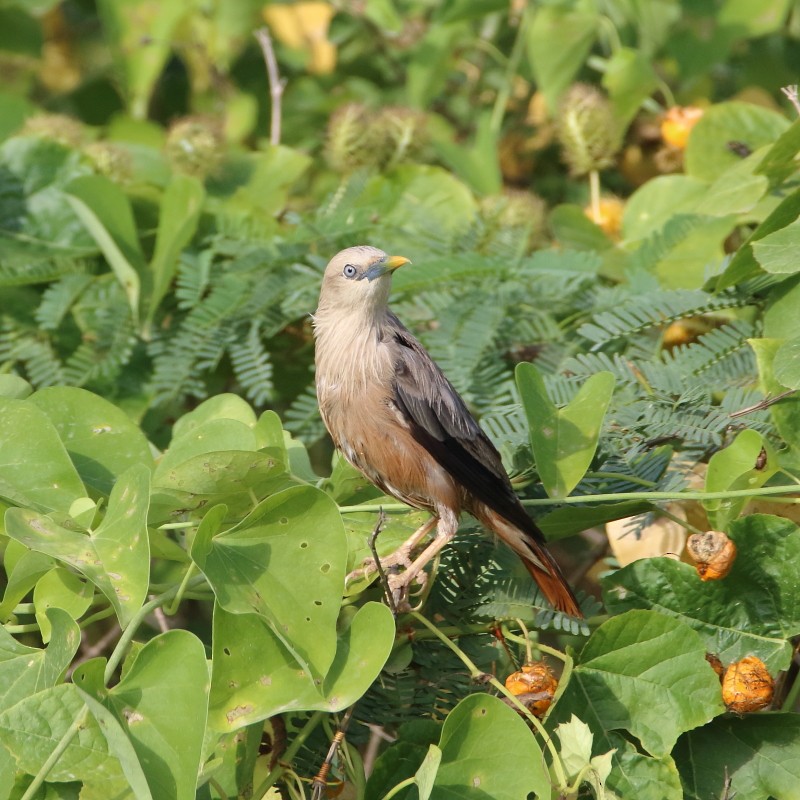 Chestnut-tailed Starling - ML365910491