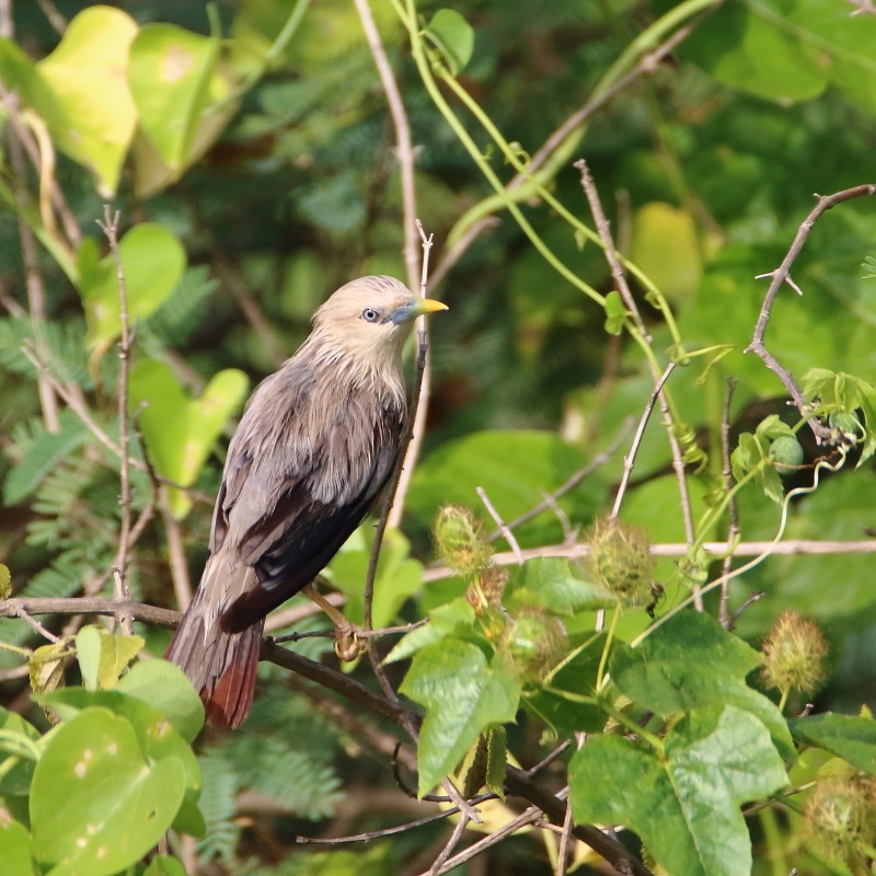 Chestnut-tailed Starling - ML365910501