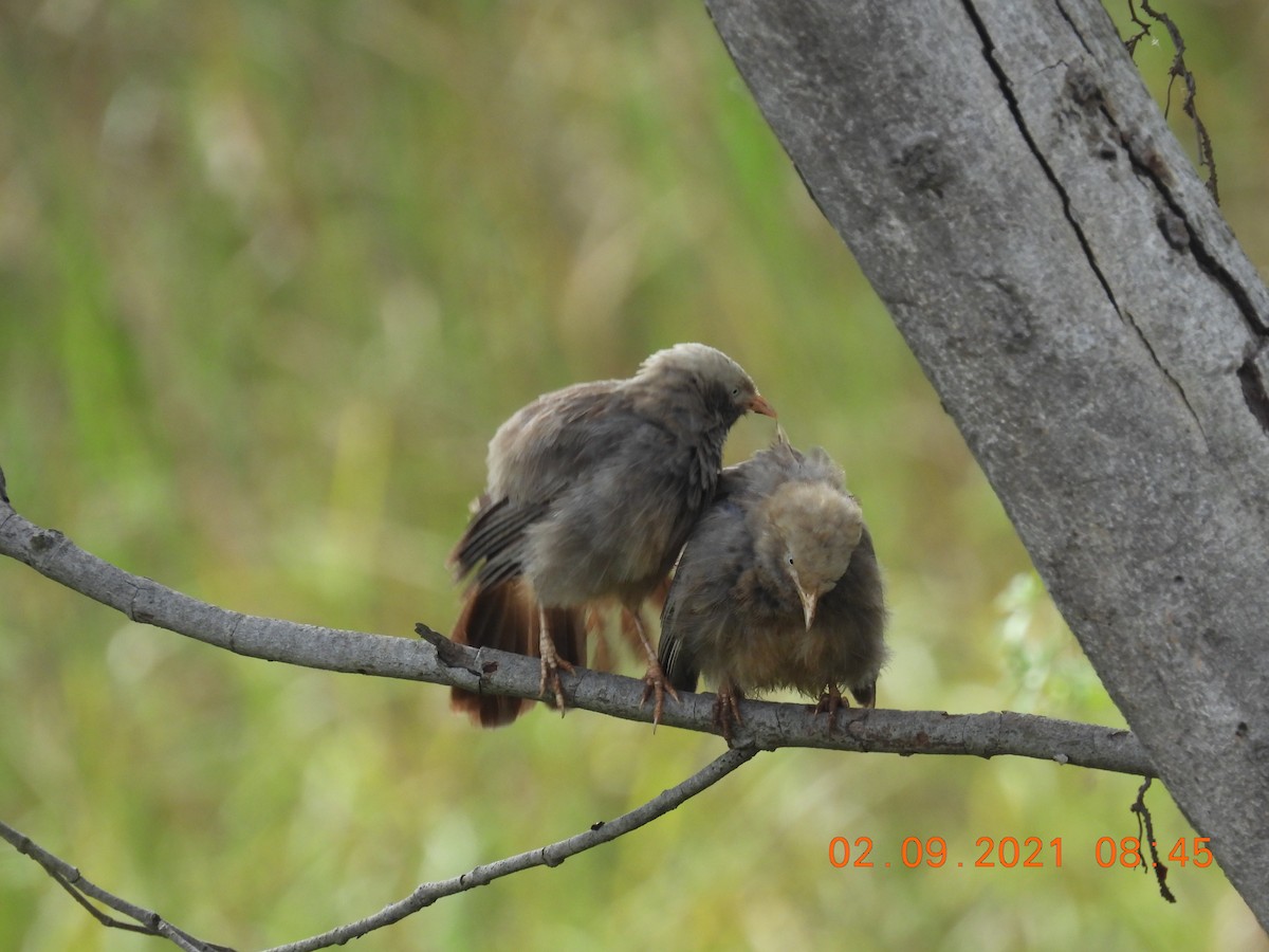 Yellow-billed Babbler - Sudip Simha