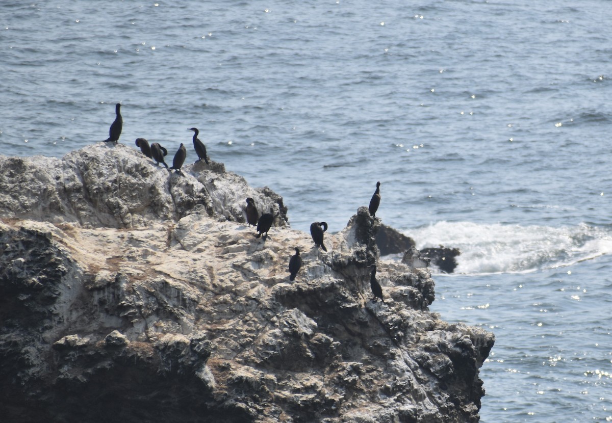 Cormoran de Brandt - ML365911351