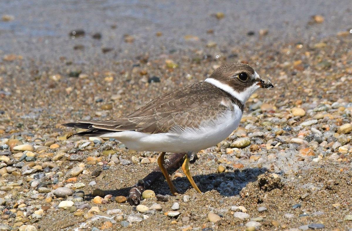 Semipalmated Plover - ML365912131