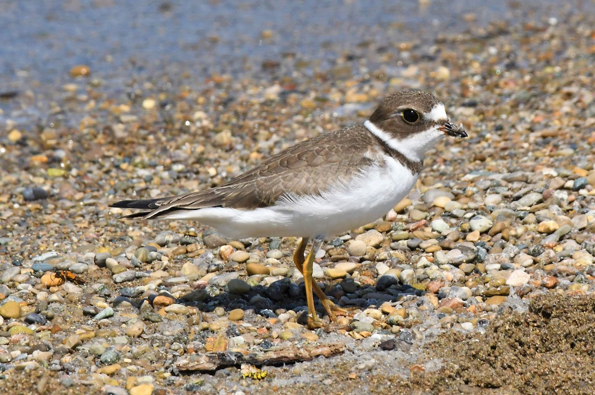 Semipalmated Plover - ML365912191