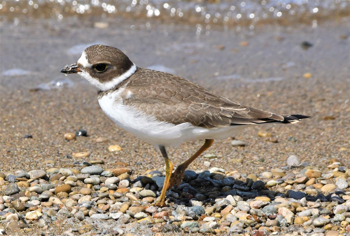 Semipalmated Plover - ML365912261