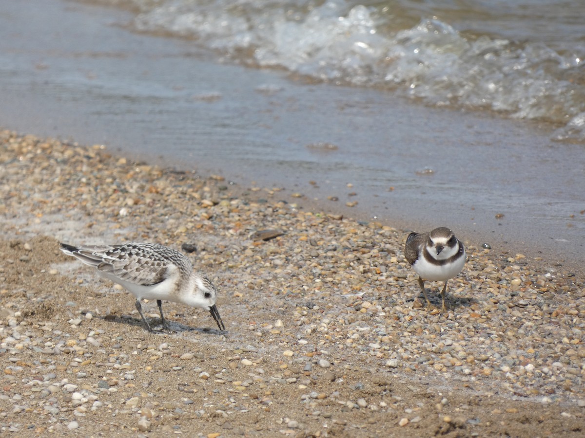 Semipalmated Plover - ML365913271