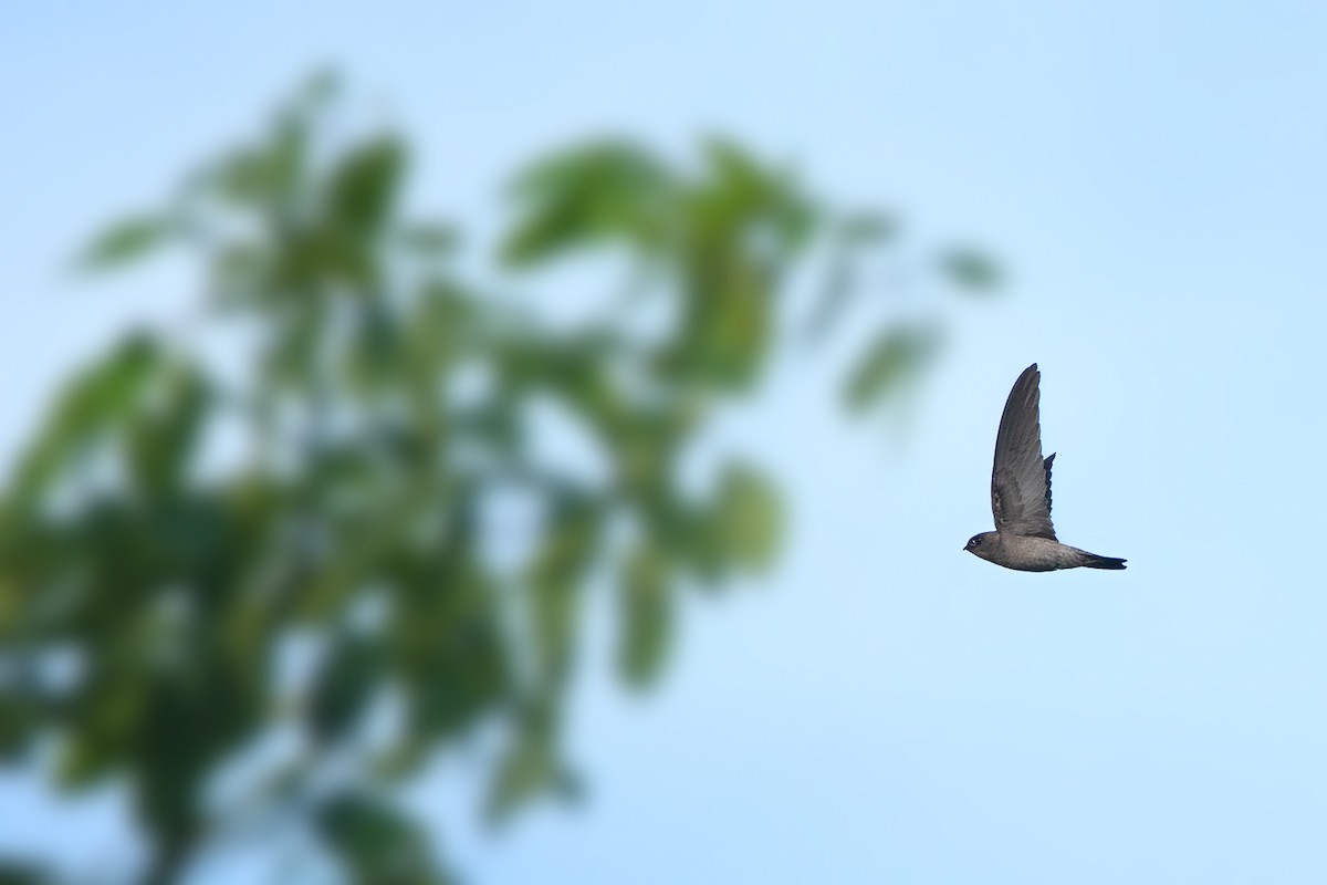 Himalayan Swiftlet (Indochinese) - ML365913331