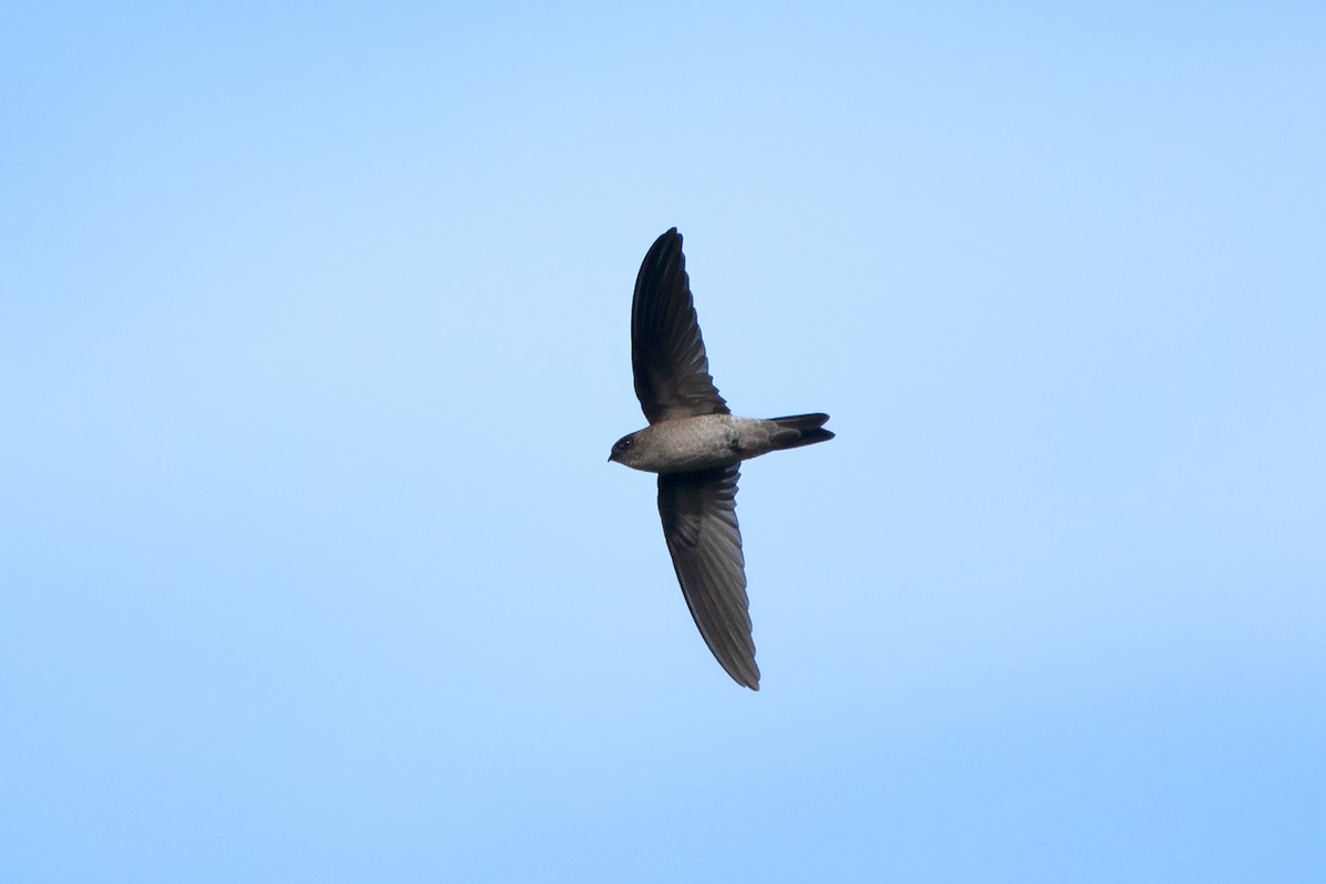 Himalayan Swiftlet (Indochinese) - ML365913341