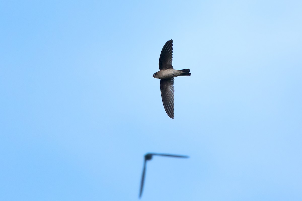 Himalayan Swiftlet (Indochinese) - ML365913351