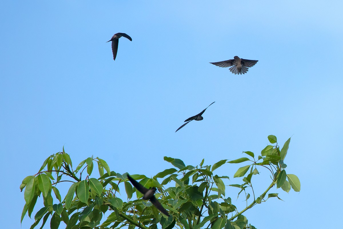 Himalayan Swiftlet (Indochinese) - ML365913361
