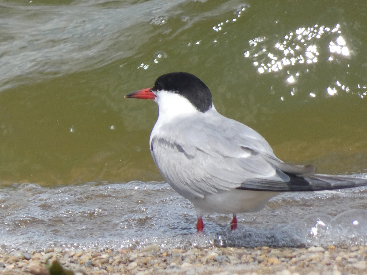 Common Tern - ML365913561