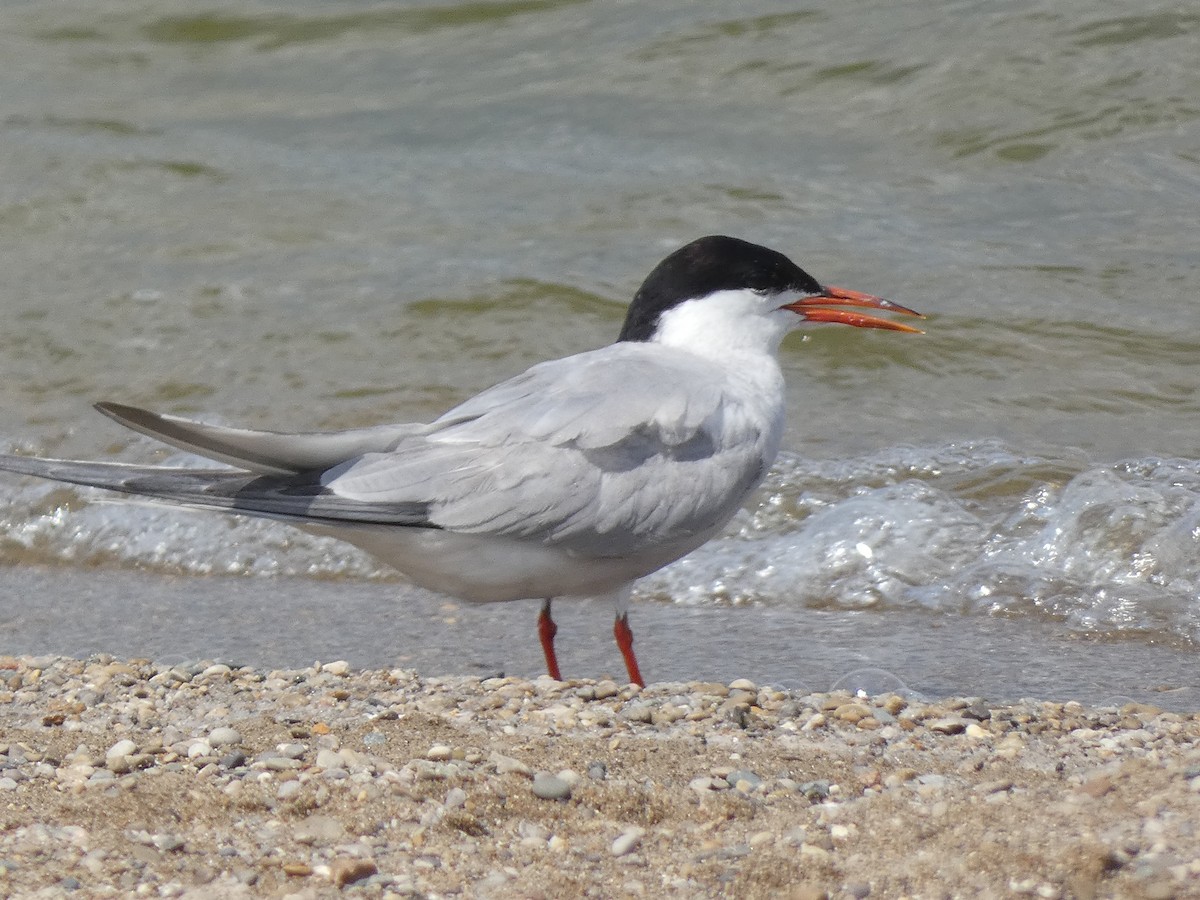 Common Tern - ML365913571