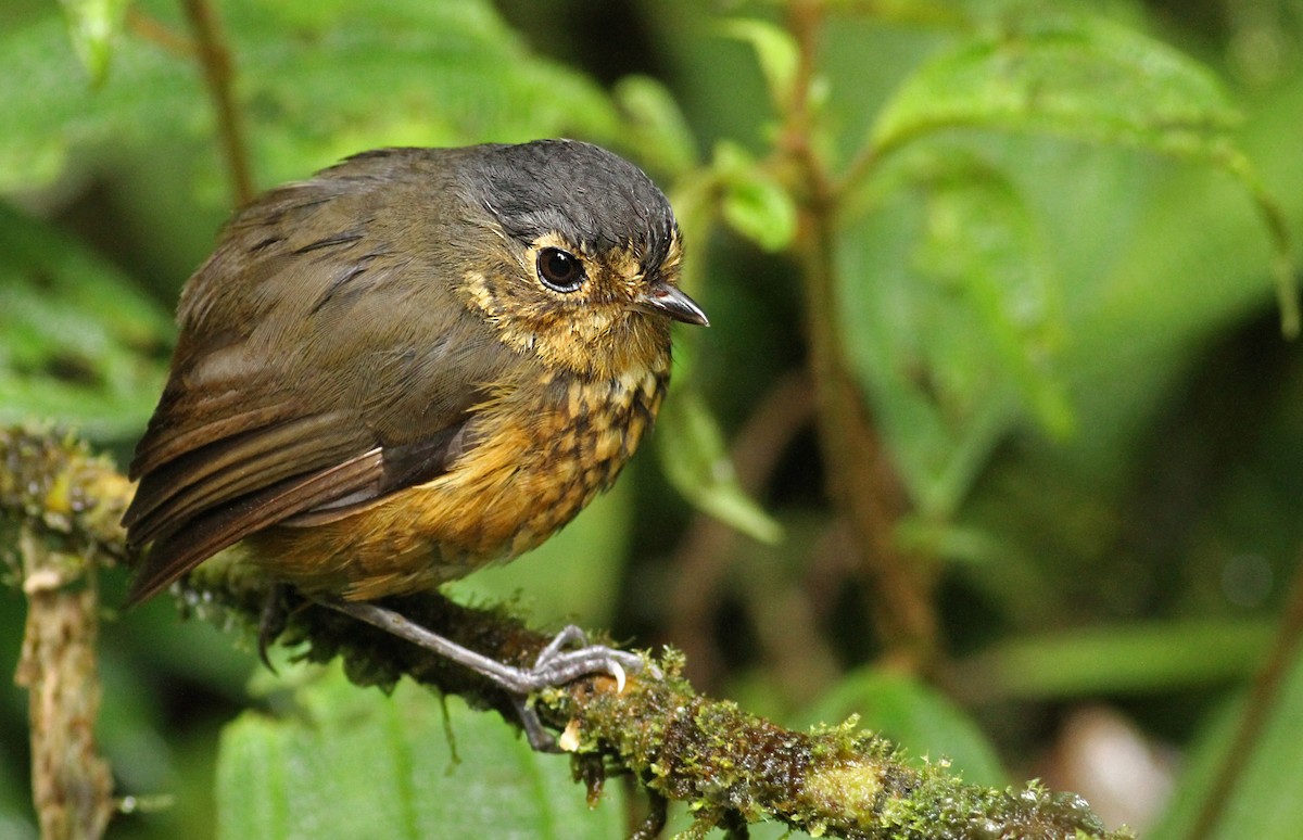 Slate-crowned Antpitta - ML36591421