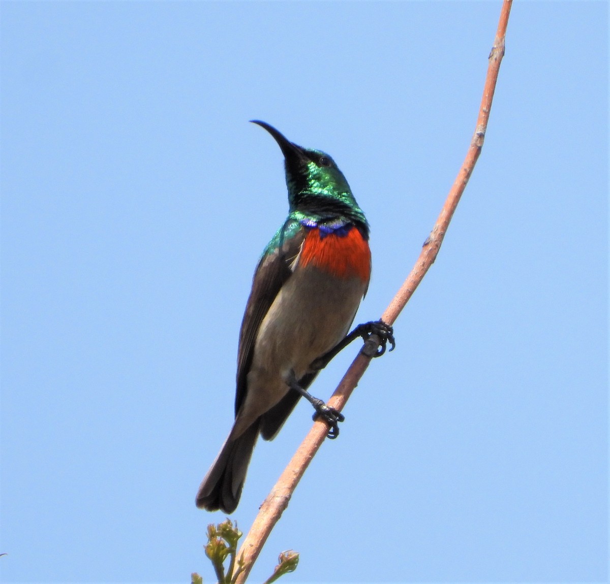 Eastern Miombo Sunbird - ML365914261