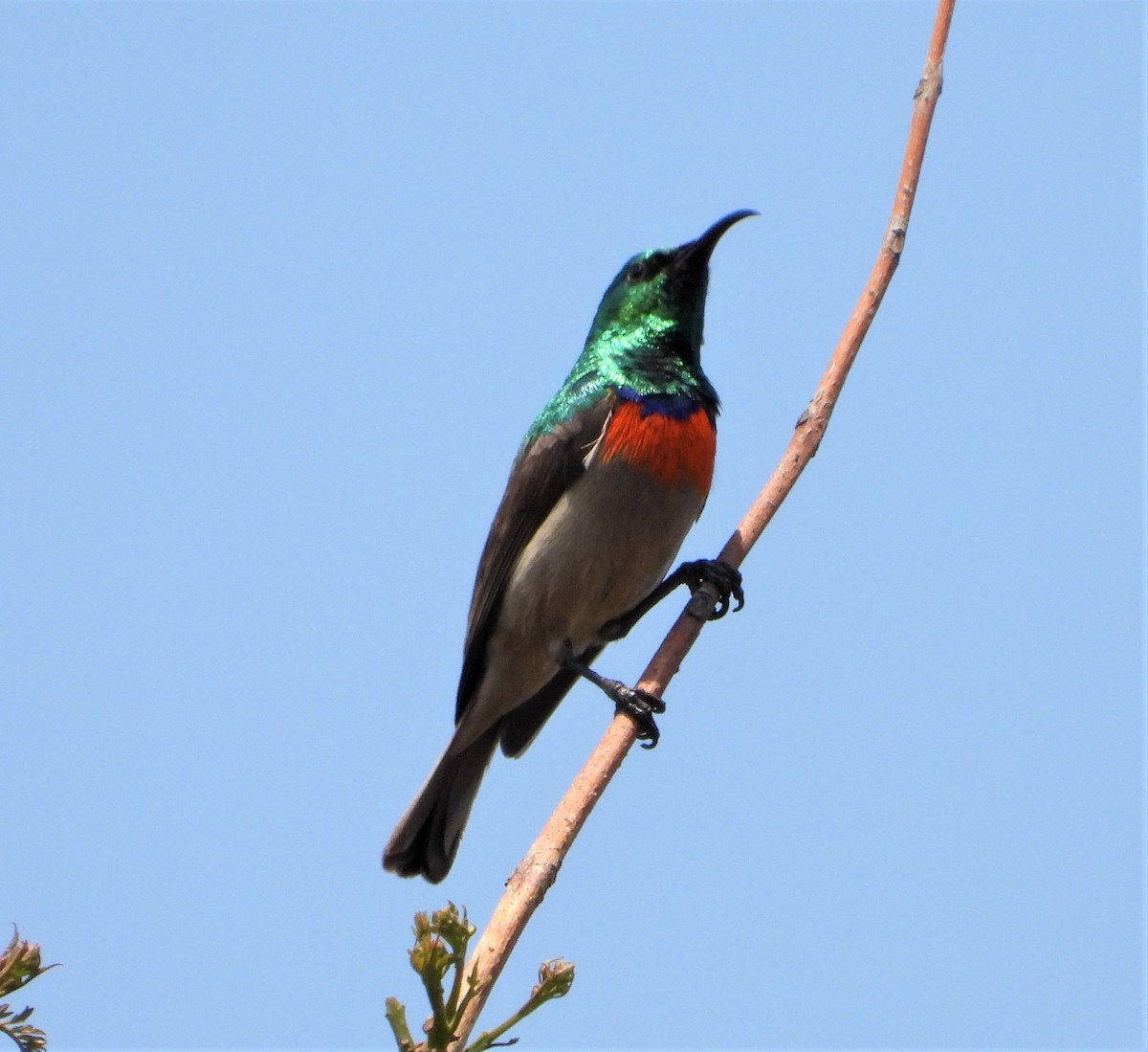 Eastern Miombo Sunbird - ML365914281