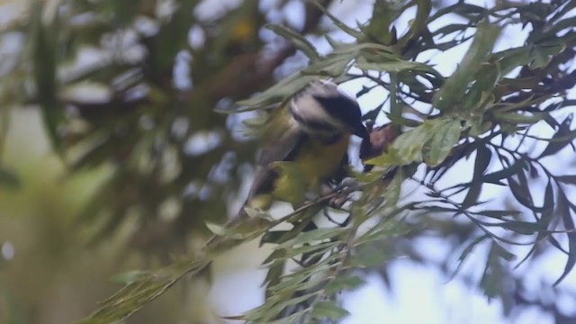 Eastern Shrike-tit - ML365914801