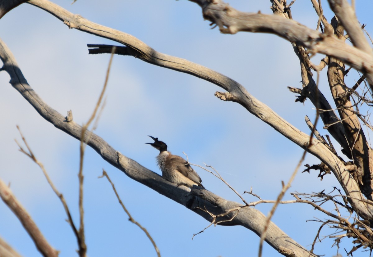 Noisy Friarbird - ML365918291