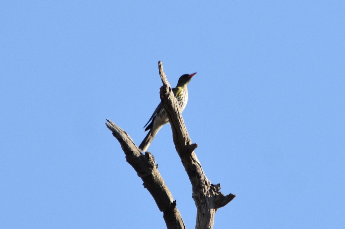 Olive-backed Oriole - ML365918301
