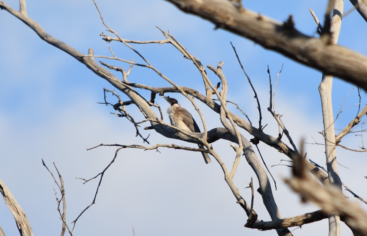 Noisy Friarbird - ML365918311