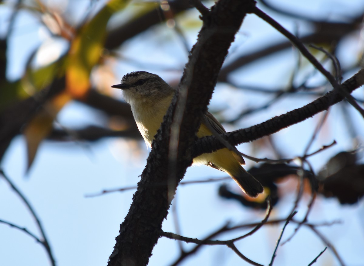 Yellow-rumped Thornbill - ML365918471