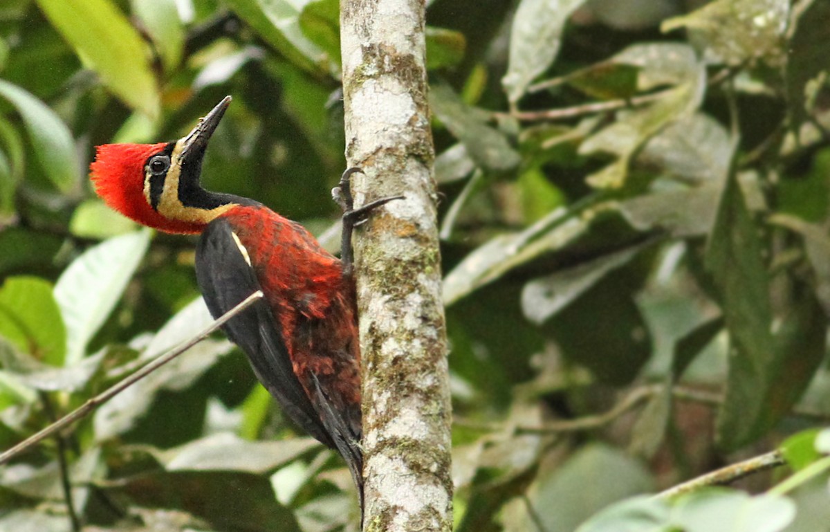 Crimson-bellied Woodpecker - ML36591921