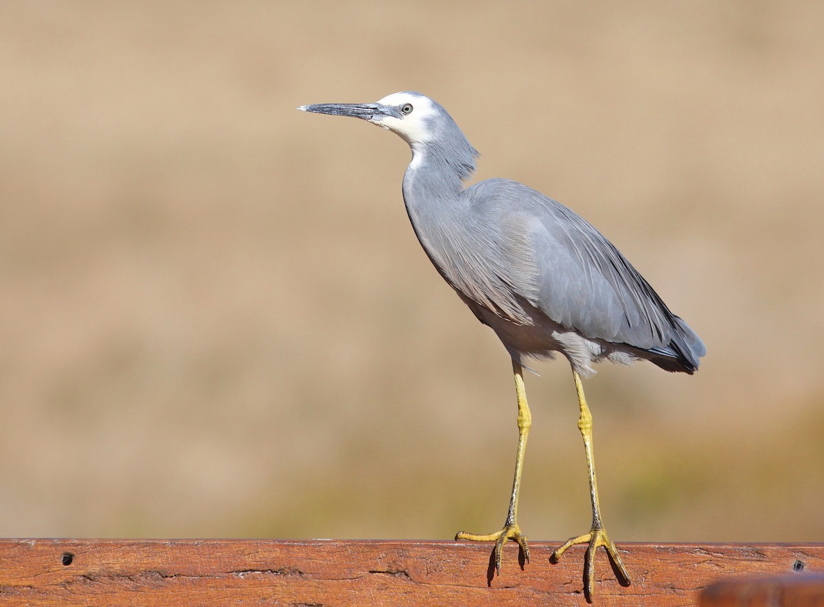 White-faced Heron - ML365919951