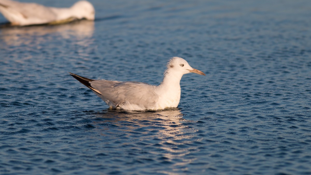 Slender-billed Gull - Markus Craig