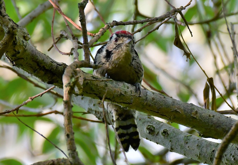 Lesser Spotted Woodpecker - ML365921271