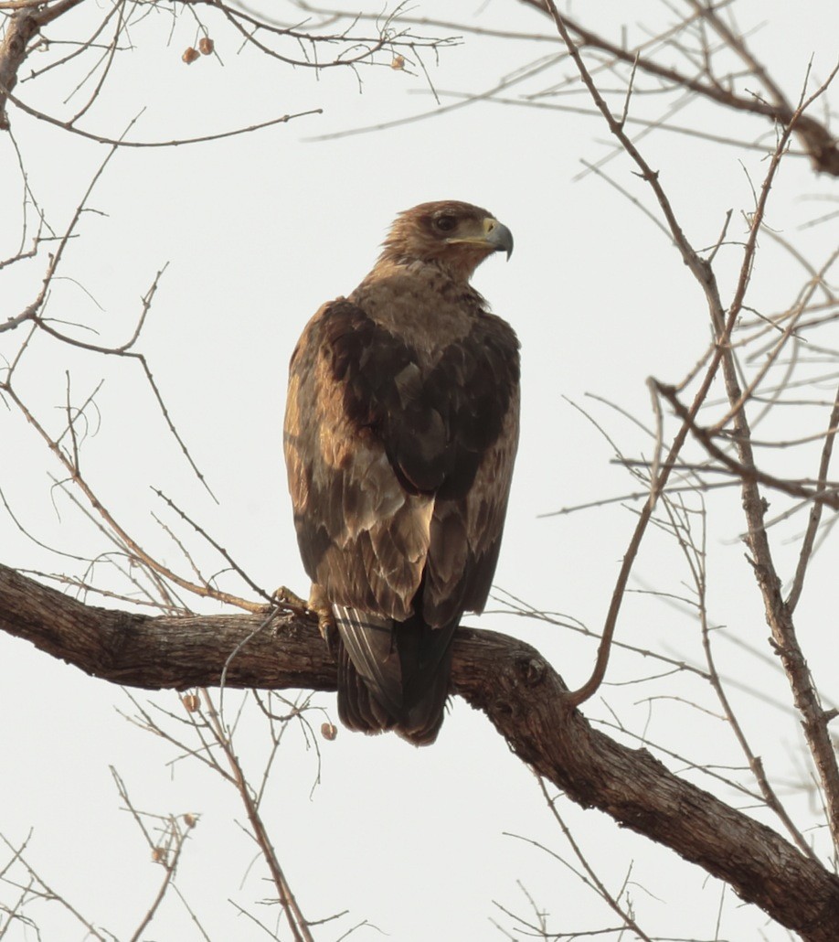 Tawny Eagle - Amit Bandekar