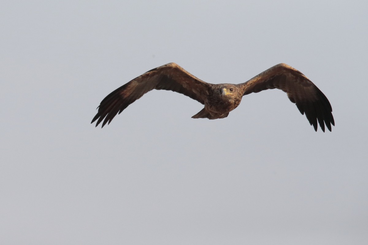 Tawny Eagle - ML365921631