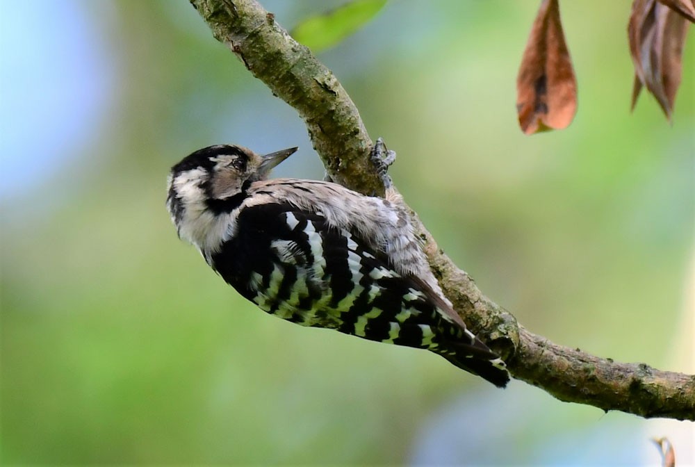 Lesser Spotted Woodpecker - ML365922001